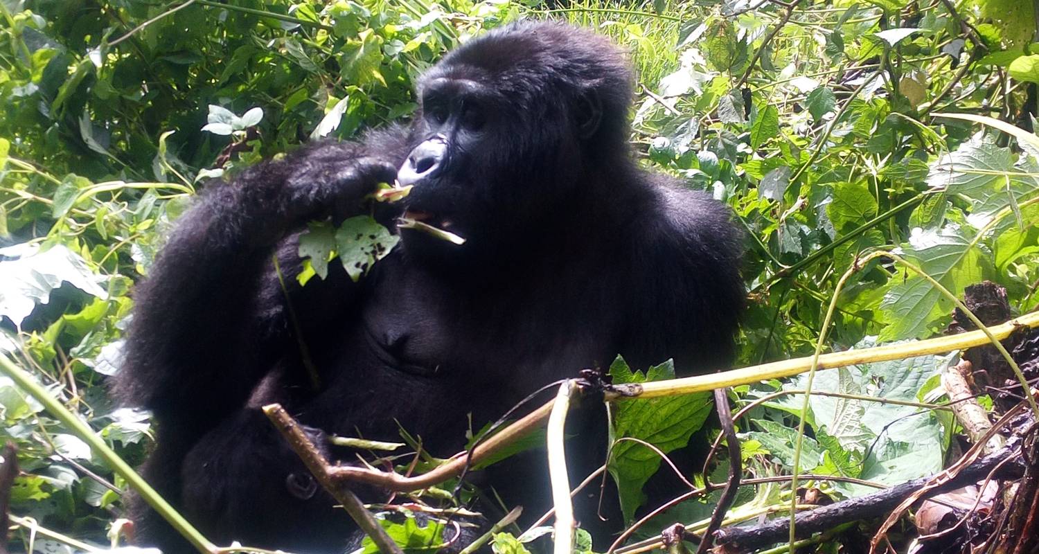 10 Days Gorillas & Chimpanzee Trekking Safari Uganda - Paradise Adventure Vacations