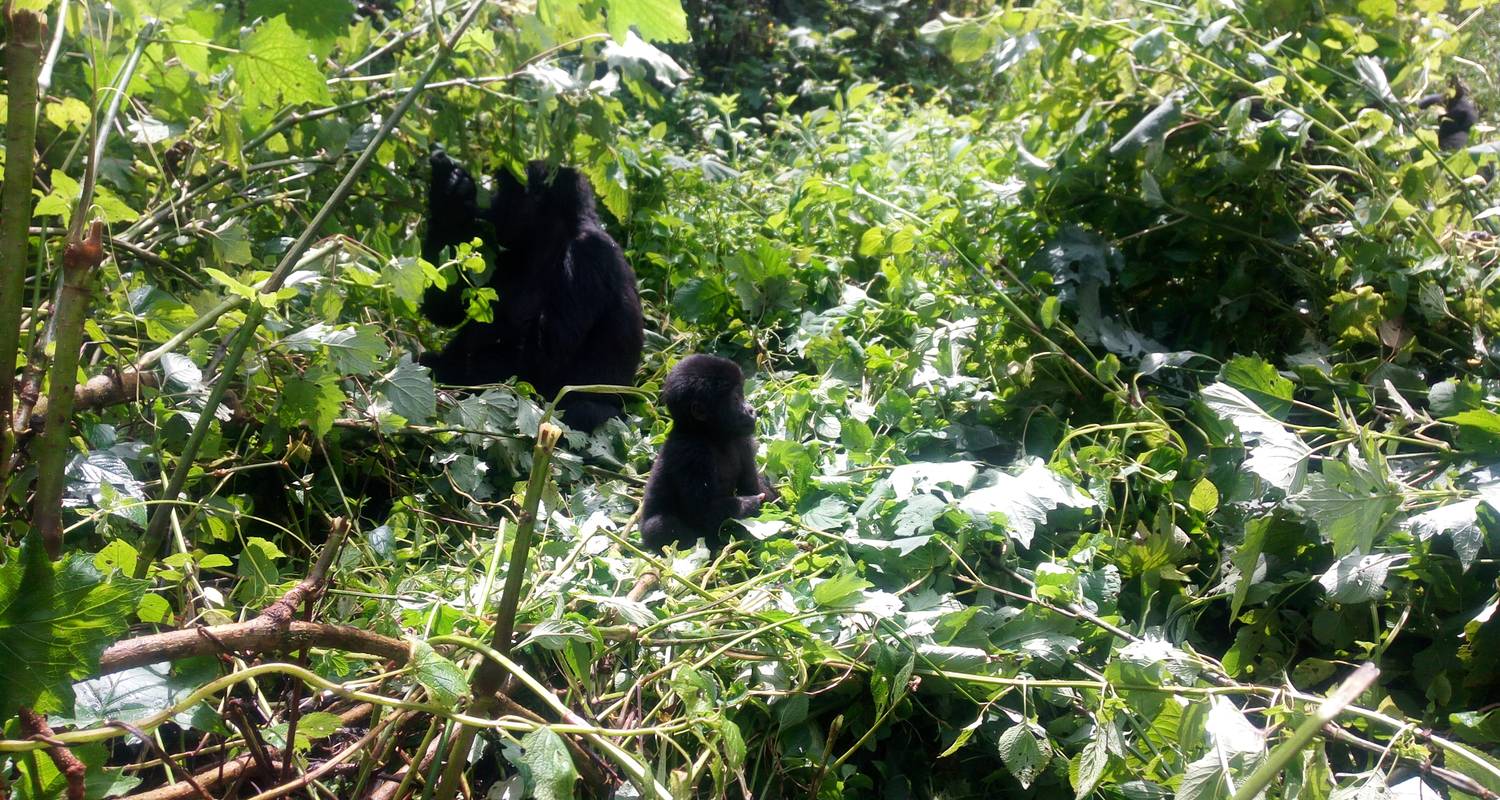  Gorilla & Chimpanzee Trekking  & Wildlife Safari (7 days) - Paradise Adventure Vacations
