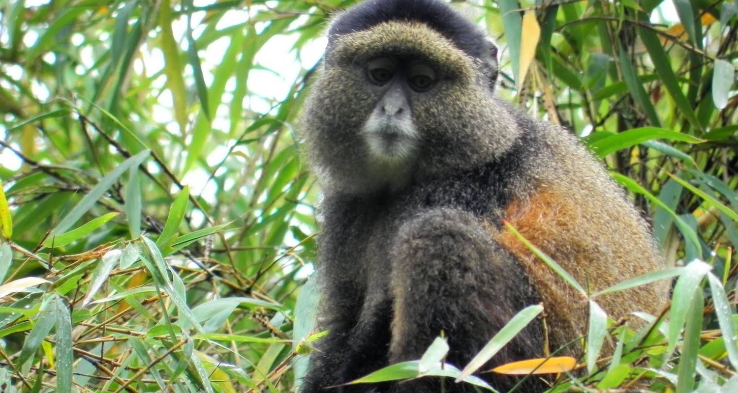 4 Days Rwanda Experience with Golden Monkey Excursion