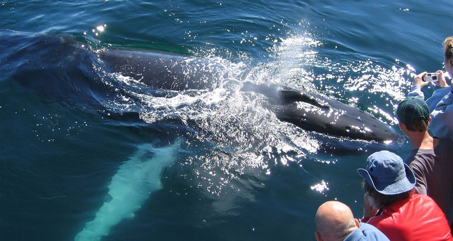 шри ланка киты экскурсия