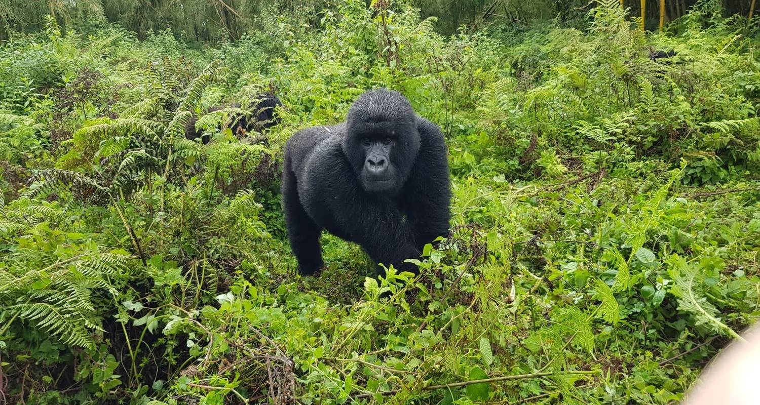 10 Days Uganda Gorillas and Wildlife