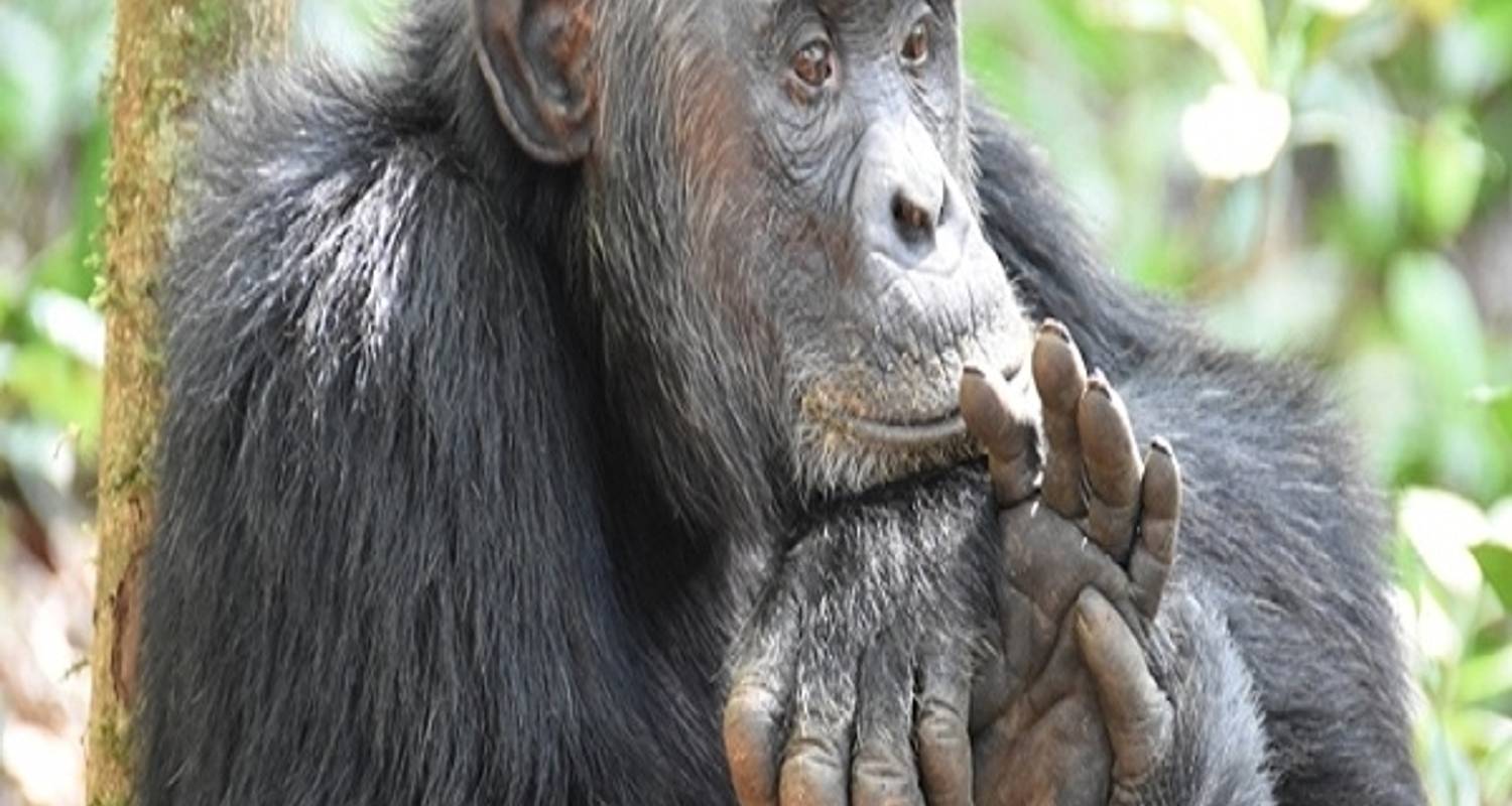 Express Gorilla, Chimpanzee and Wildlife Trip - Range Land Safaris Uganda