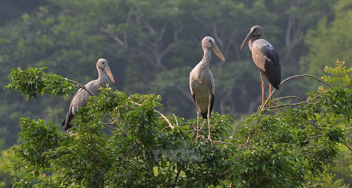 2 Day Amazing Ninh Binh Tam Coc Thung Nham Bird Park Mua Cave And Hoa Lu By Bc Family Tour Tourradar