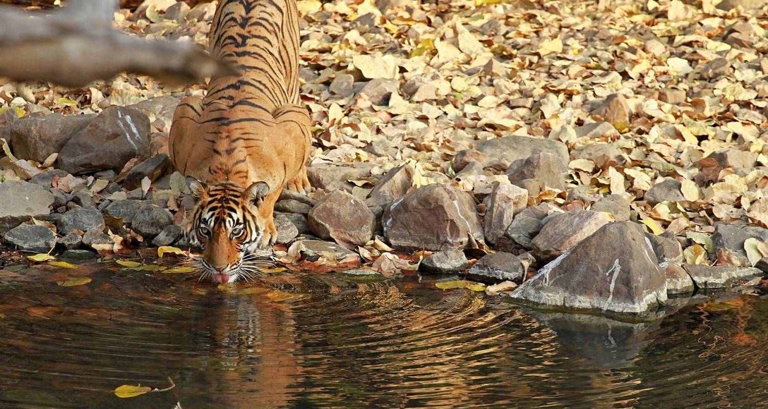 06 jours Best Seller Golden Triangle Tour avec Wildlife Ranthambore avec safari - Essence India Tourism