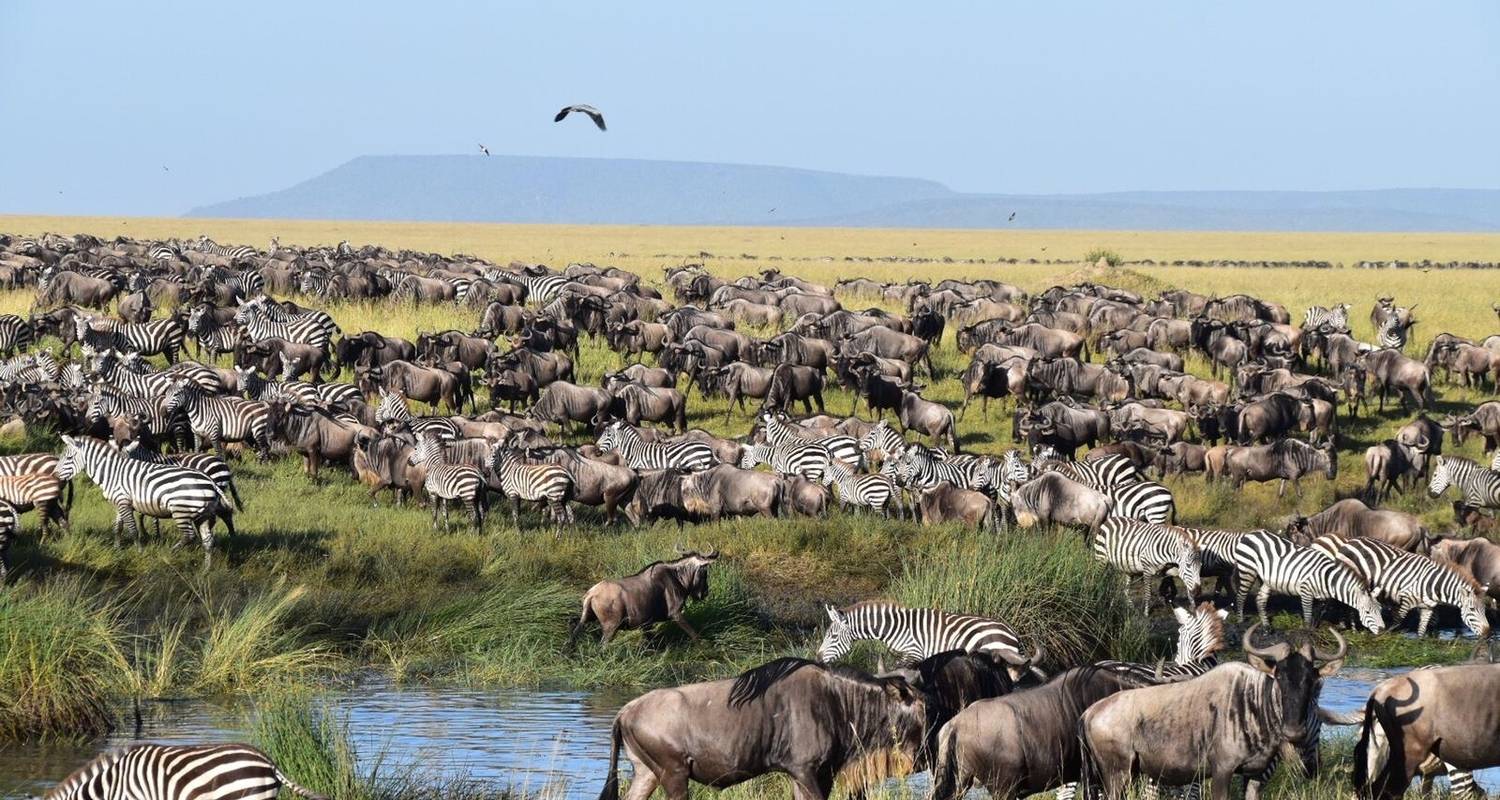 4 jours de voyage en groupe en Tanzanie - Explorez les 3 plus beaux parcs du nord de la Tanzanie à un prix abordable. - Africa Natural Tours