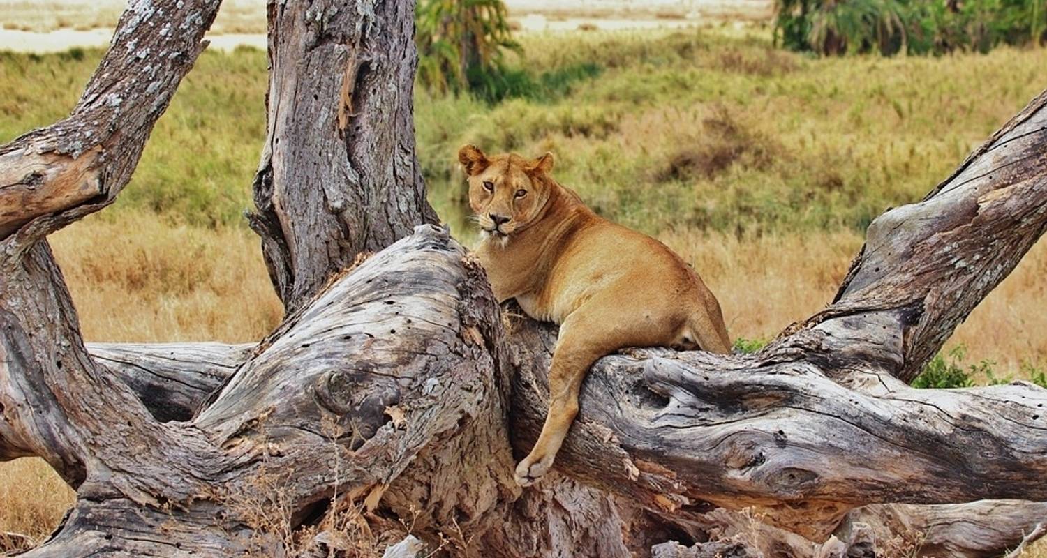 Le meilleur circuit privé en Tanzanie en 6 jours au départ d'Arusha à un prix abordable - Africa Natural Tours