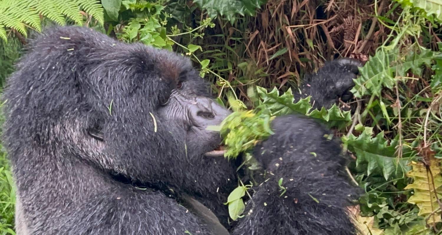 3 Day Gorilla Trek Mgahinga Gorilla NP Uganda via Rwanda - Safari 2 Gorilla Tours (U) Ltd