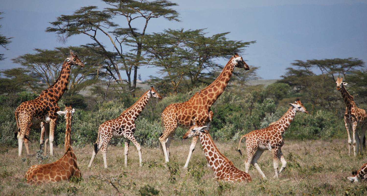 4 Days group Joining Masai Mara- Lake Nakuru safari - African Breeze Safaris