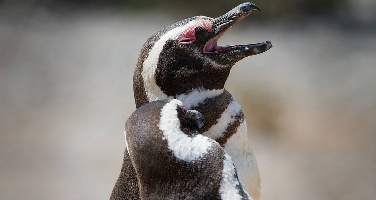 Baleines, pingouins, glaciers et fin du monde - Beyond BA LATAM