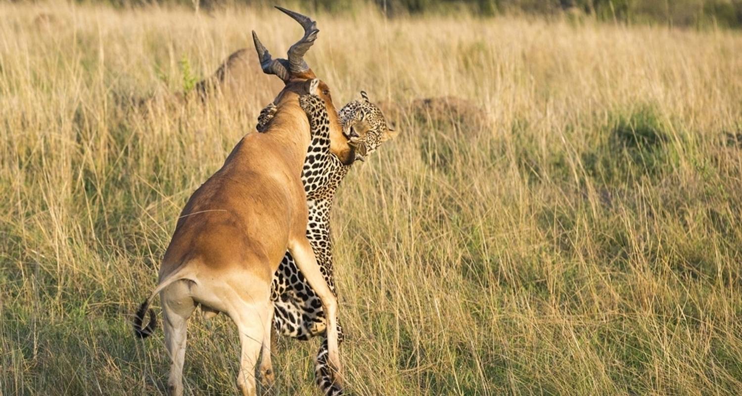 2 Day Tarangire Manyara And Ngorongoro Crater Safari By Kili Slope