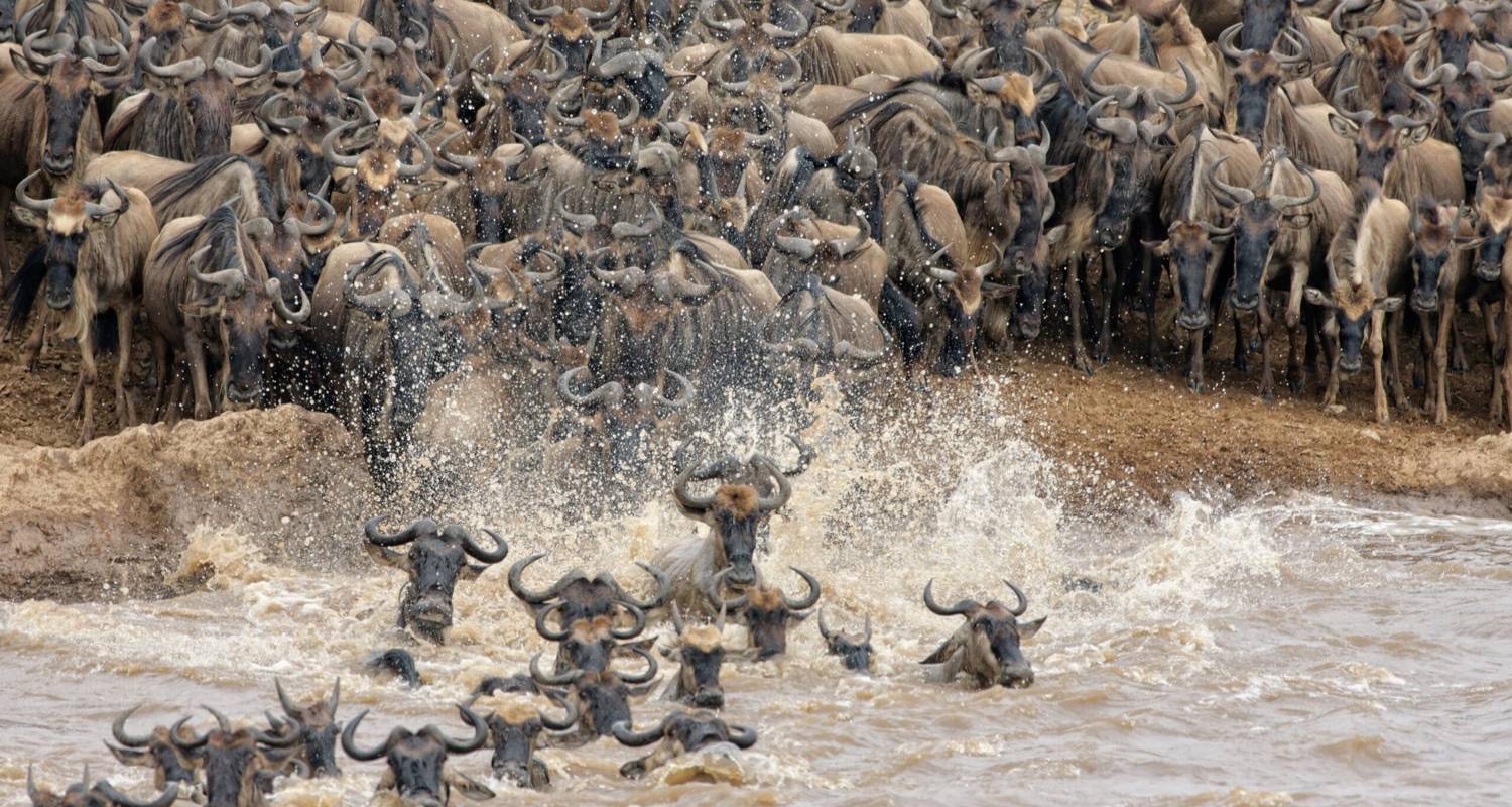 8-Day Luxury Wildebeest Migration River Crossing Tour in Tanzania - Kiriwe Travel And Trekking Safaris Ltd