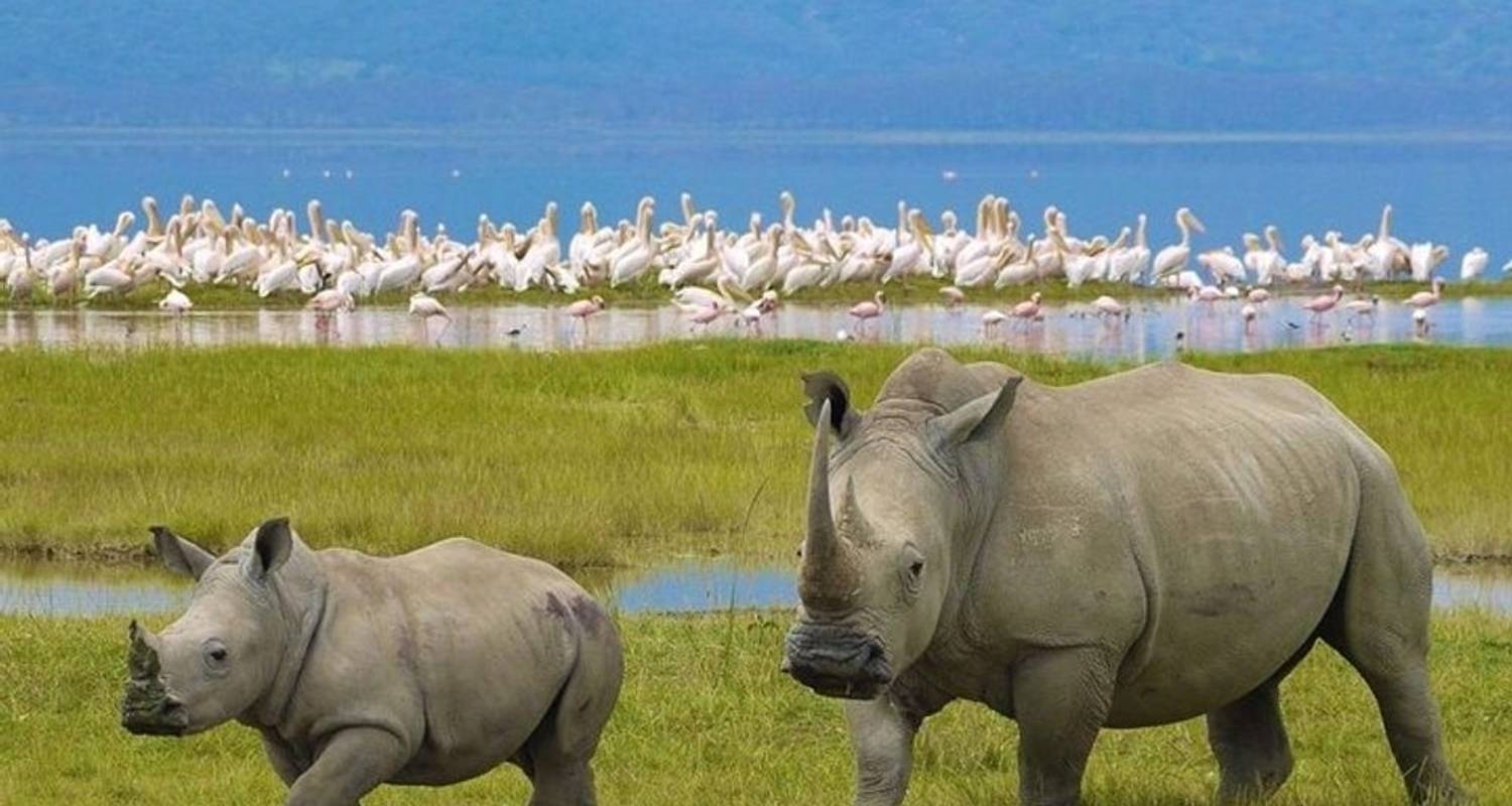 7 Days Maasai Mara, Lake Nakuru, Lake Naivasha Hells gate and Amboseli from Nairobi with a complimentary first night accommodation at After 40 Hotel and free airport pick up - Perfect Safari Africa tours and safaris