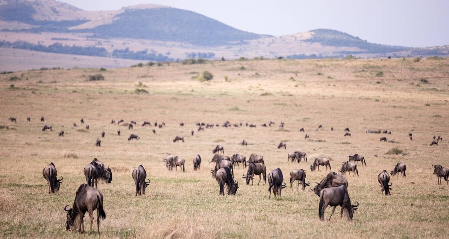 Safari económico de 4 días en grupo solo a Maasai Mara - Perfect Safari Africa tours and safaris