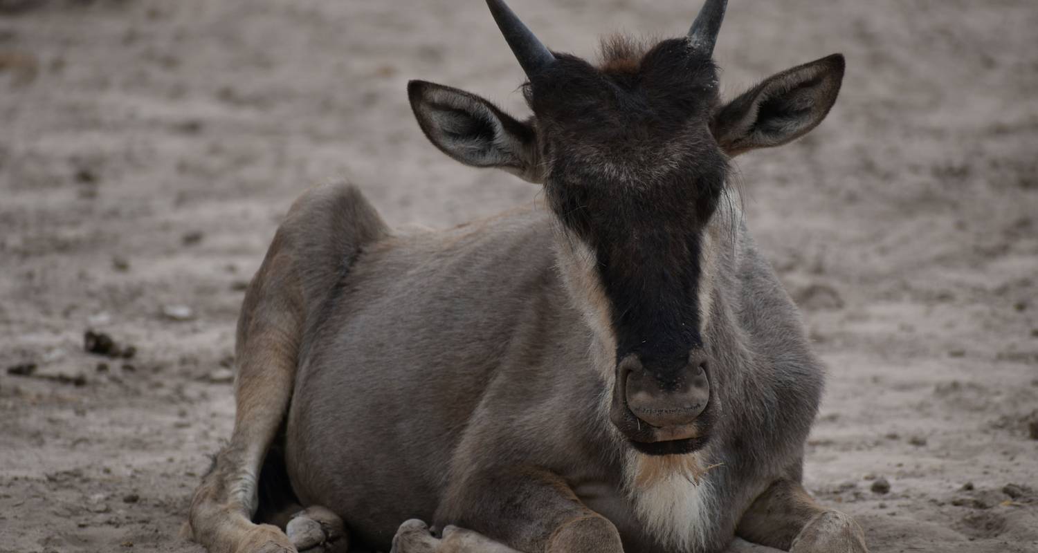 Safari de 8 días a Kenia y Tanzania en Albergue de los 5 grandes - Pam Tours and Travel 