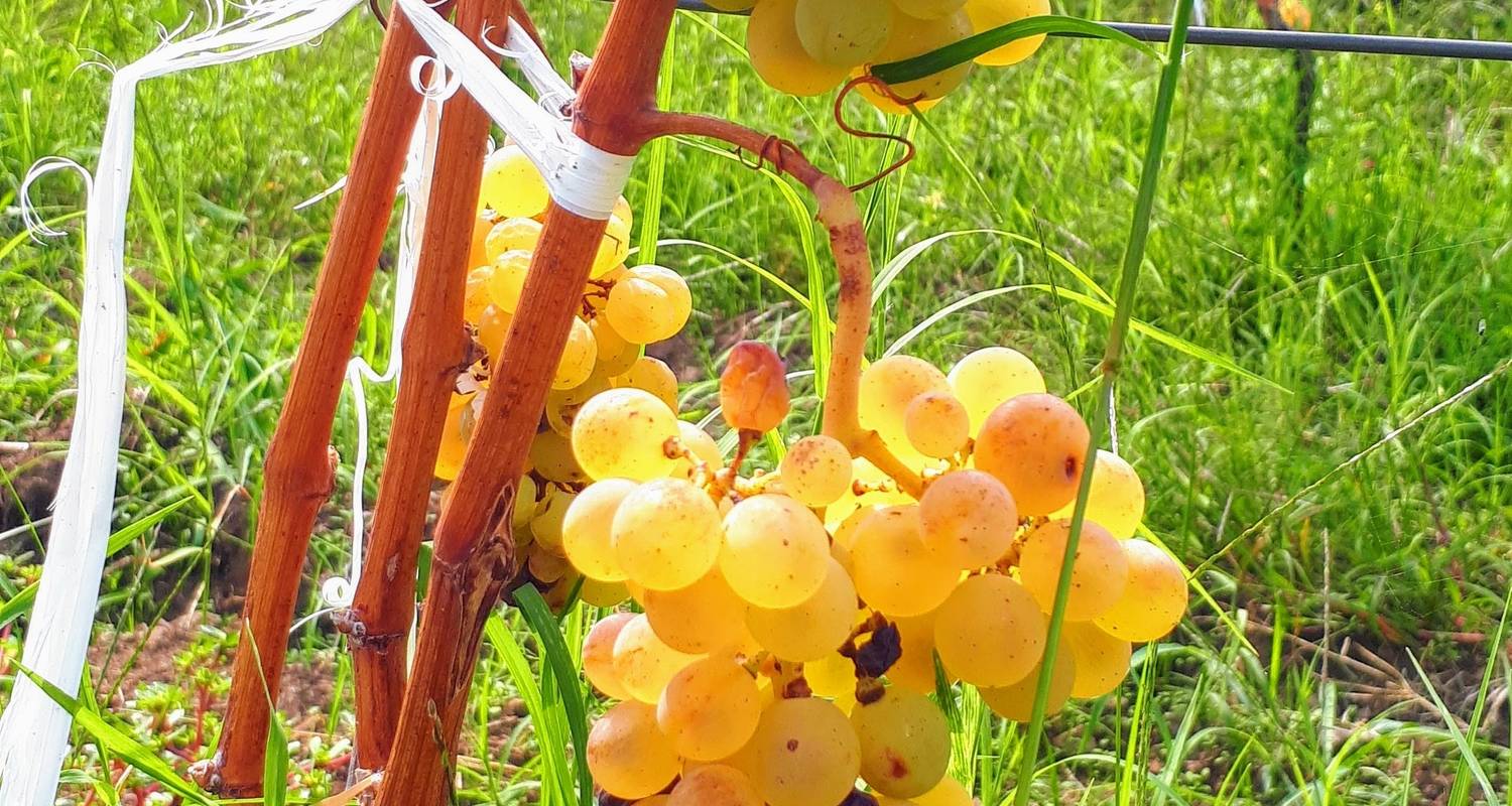 South Italy Wine & Gourmet Experience