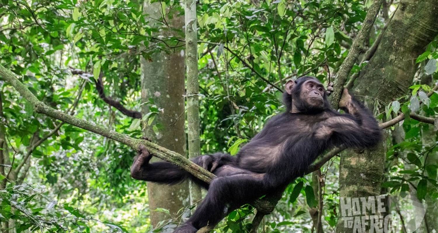 14-Tagesausflug nach Uganda Big 5, Natur-Sighting und Gorilla-Trekking - Home to Africa