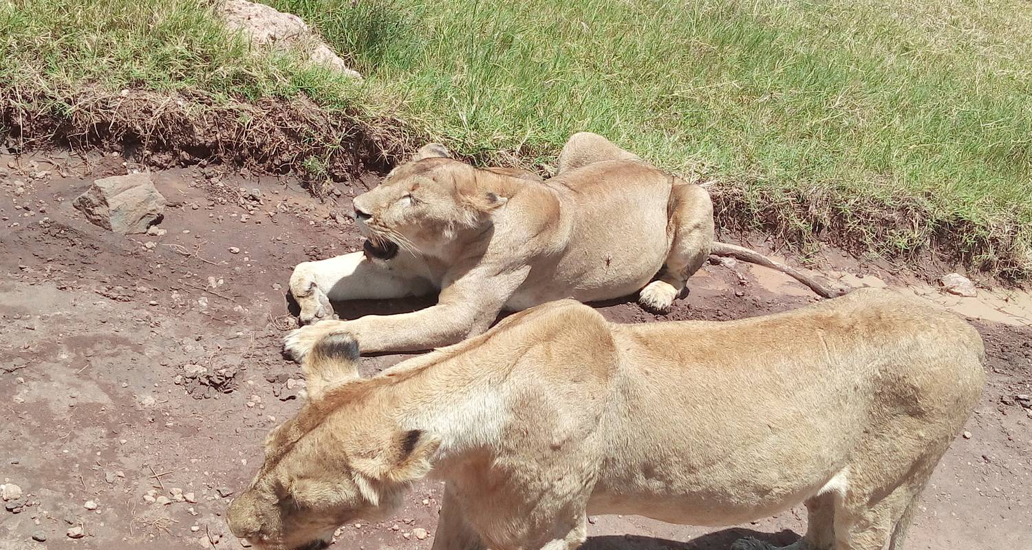 Safari in Afrika - Die bekanntesten Nationalparks (Serengeti, Ngorongoro & Manyara-See, 5 Tage) - African Polecat Safaris