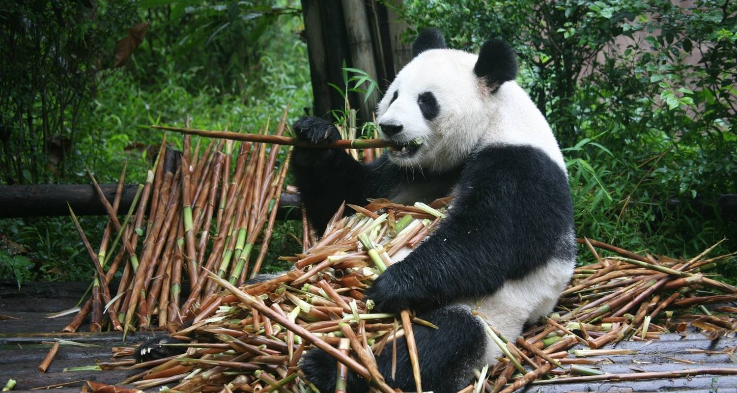 Pandas géants et villes d'or de Chine - Agate Travel