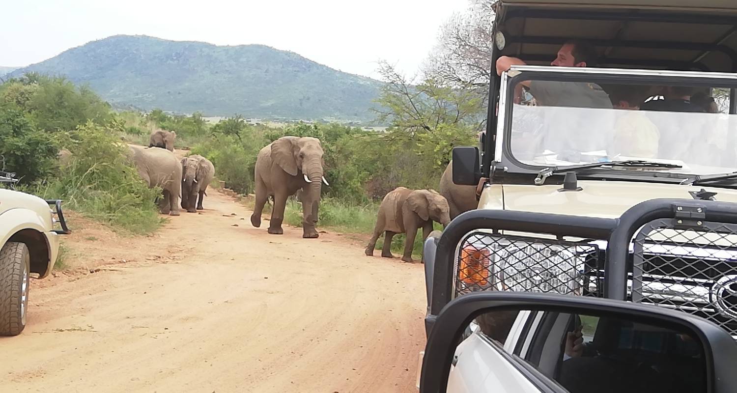 private safari tour pilanesberg