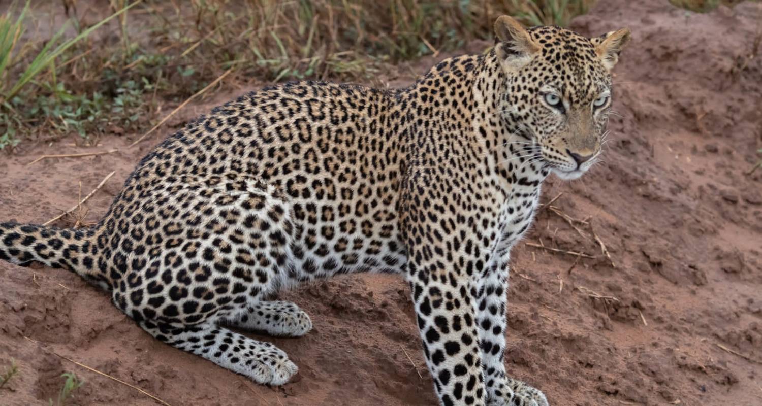 3 Days Murchison Falls Big 5 & Big Cats Tour - Devine African Safaris Ltd
