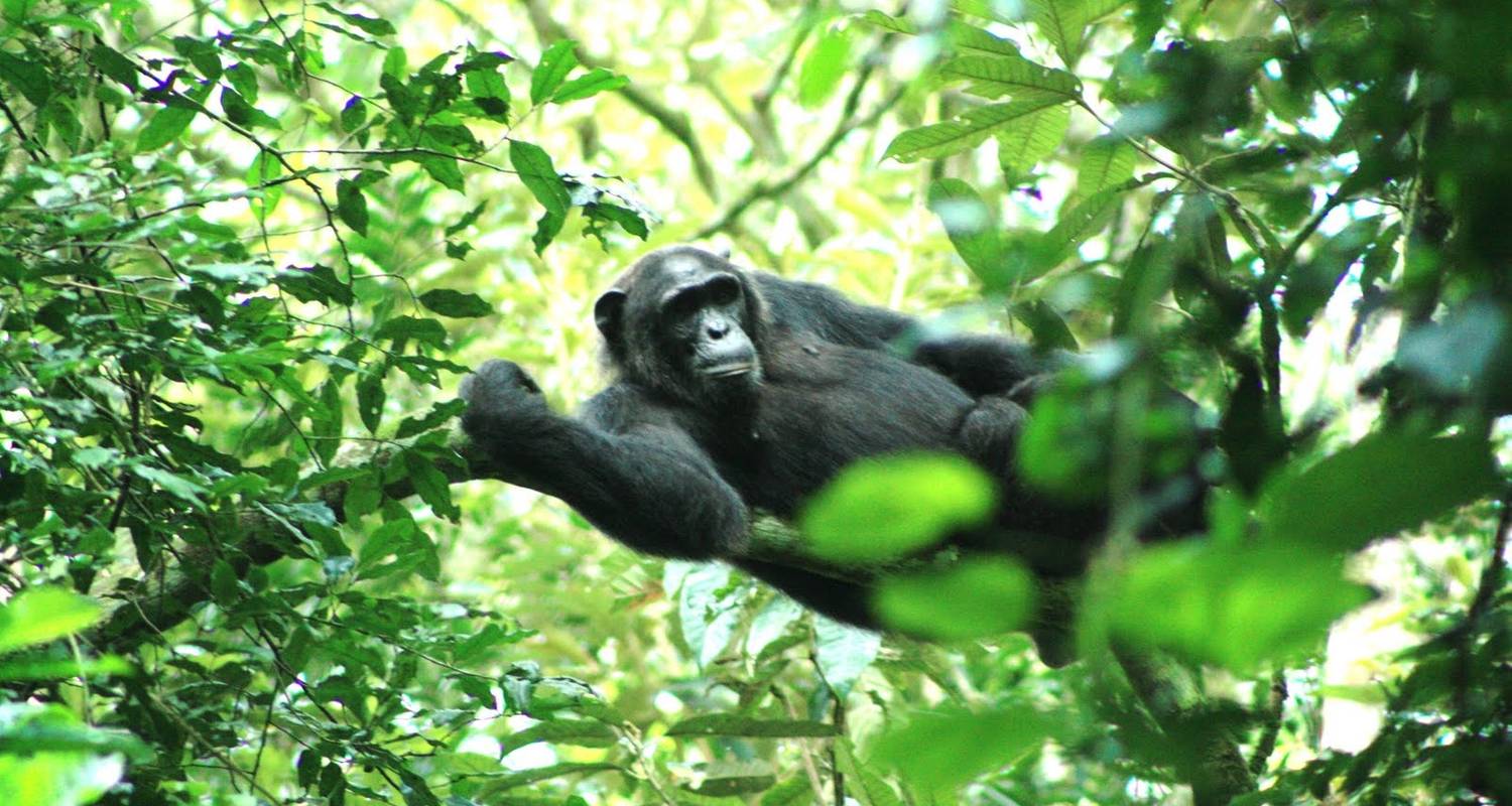 Chimpanzee Trekking Safari - Uganda Tour Company