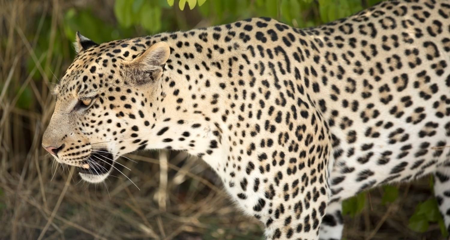 Camping Safari in Etosha National Park