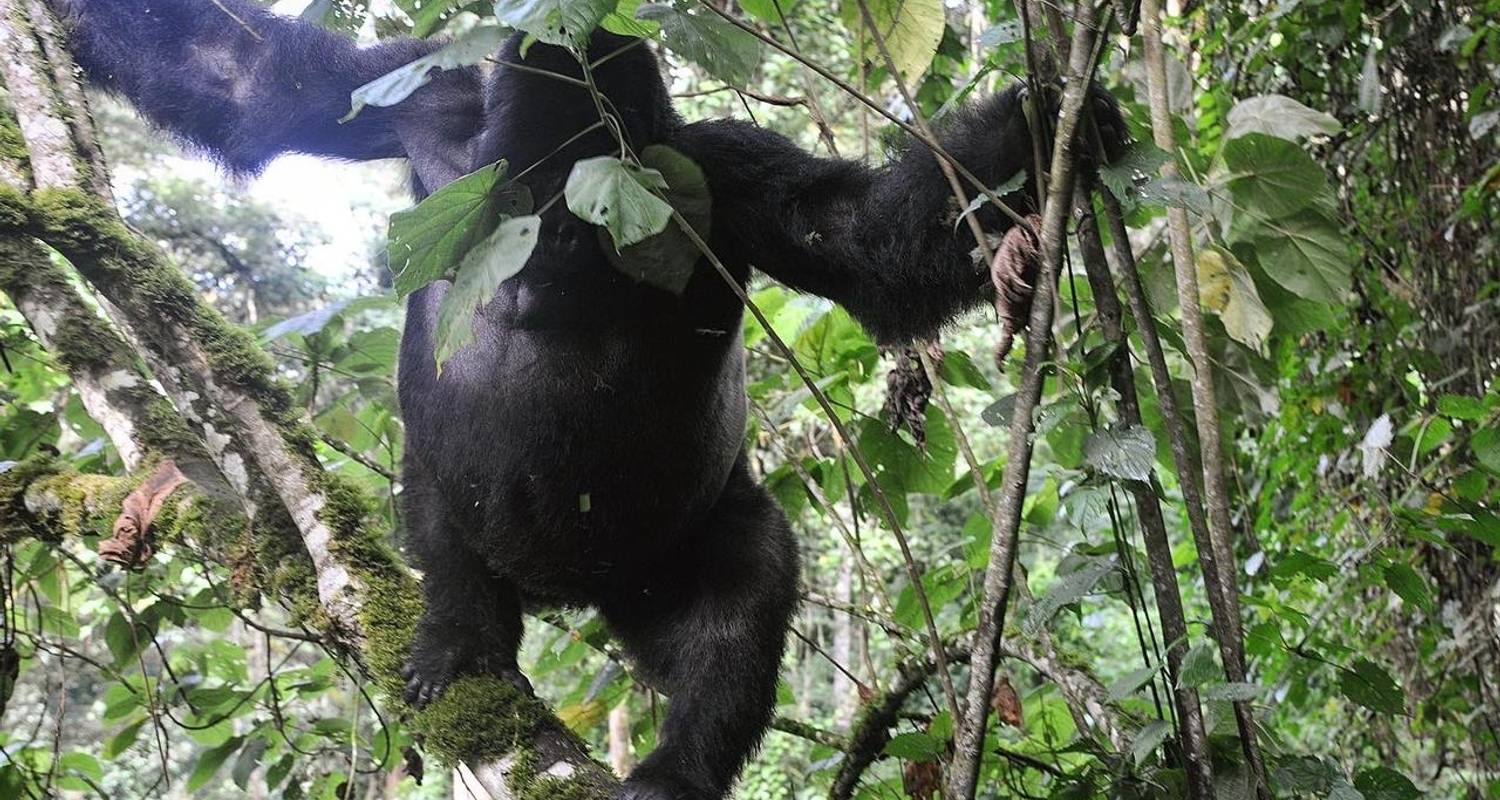 3 Days Rwanda Gorillas & Golden monkey trekking