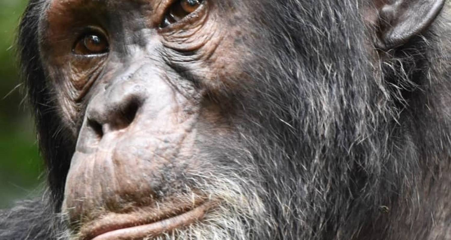 Primates Encounter and Game Safari in Uganda - Oikos Safaris
