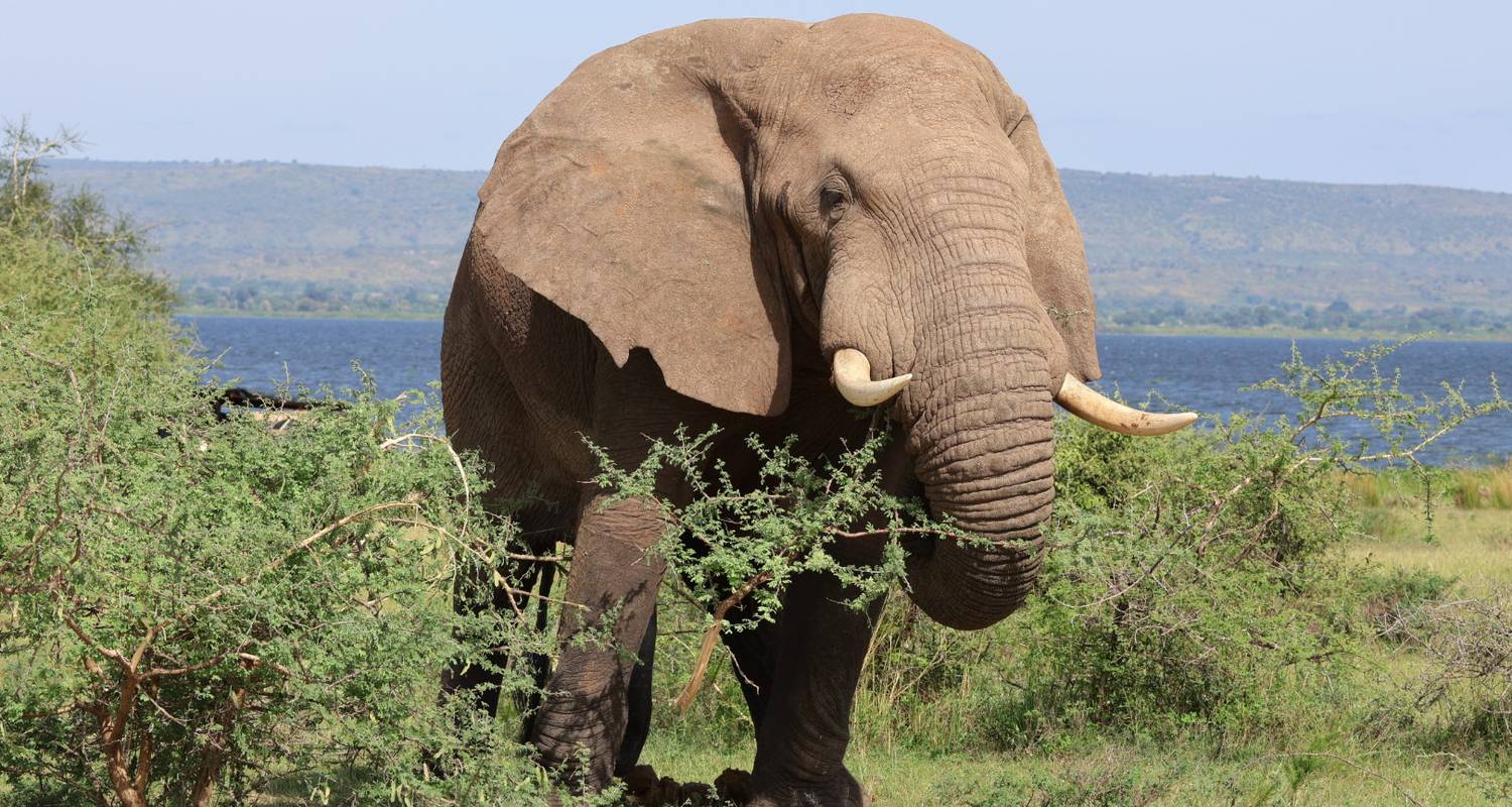 13- Day Uganda Expedition: Experience Moments with Gorillas, Wildlife and Cultural Experiences ( Private tour)