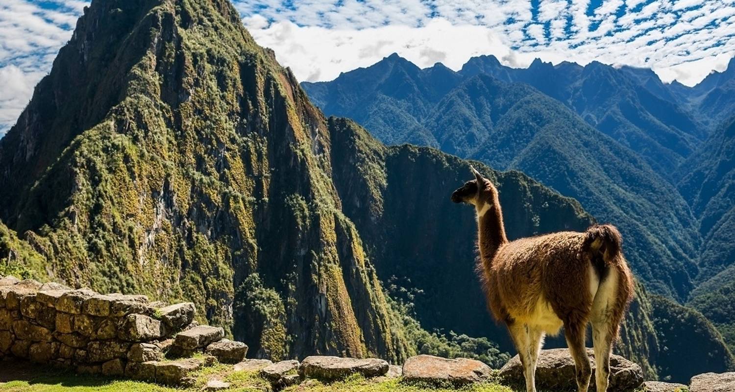 Wonderful Peruvian South