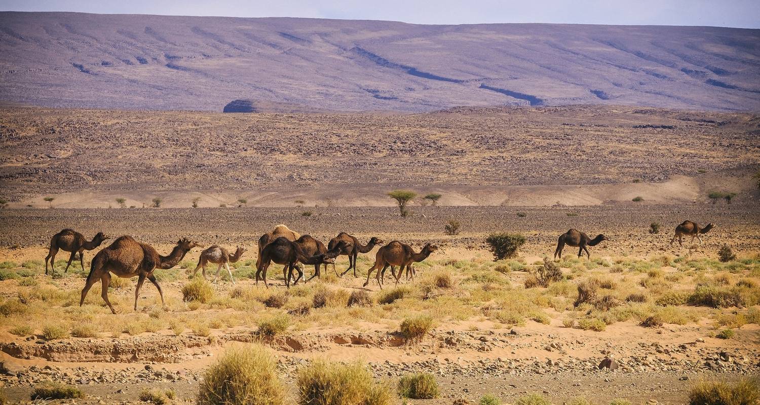 Safari por el desierto de Marruecos - Desertbrise Travel