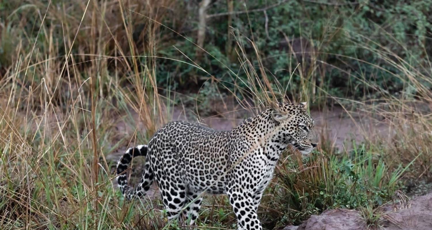 6 Days Uganda Big 5, Big Cats in Murchison Falls & Kidepo Valley NP - Devine African Safaris Ltd