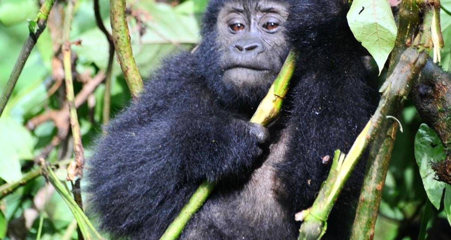11 Days Uganda Gorilla Trekking, Big 5 & Big Cats Safari - Devine African Safaris Ltd