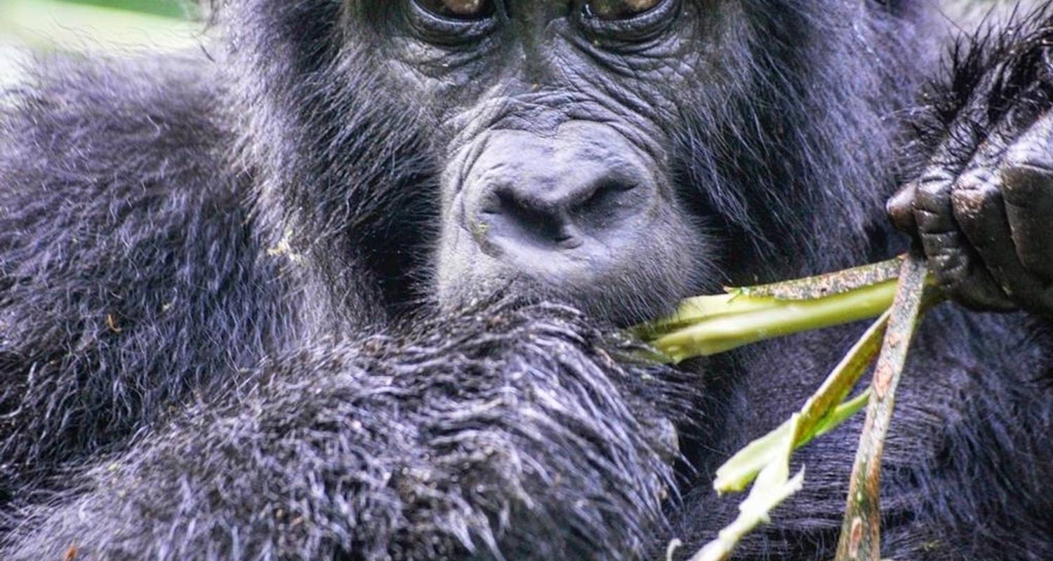 7 Days Rwanda Gorillas & Chimps  Trekking Tour