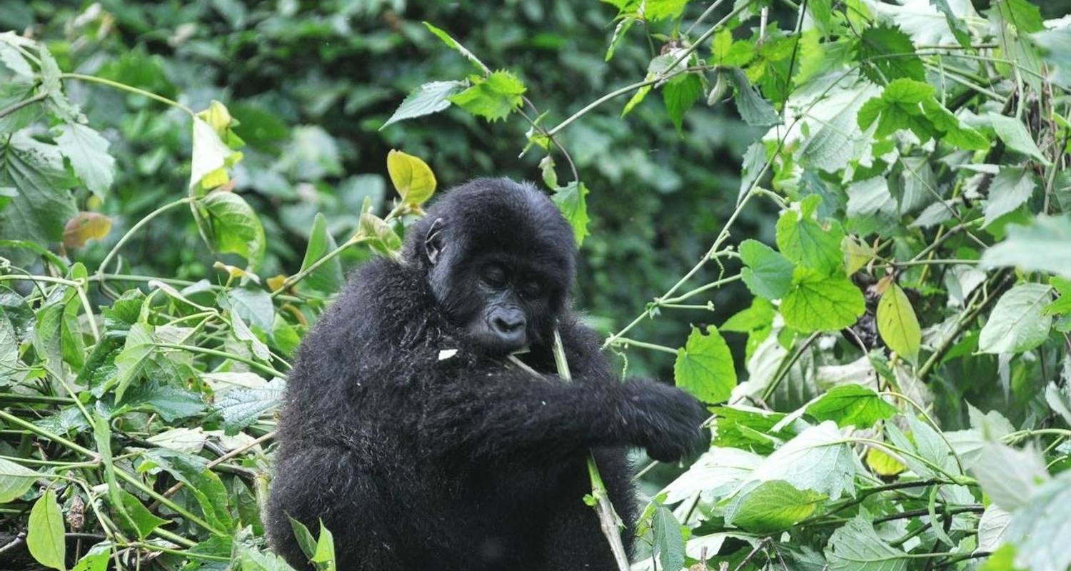 6 Days Uganda Gorilla trekking, Big 5 & Big Cats in Rwanda - Devine African Safaris Ltd