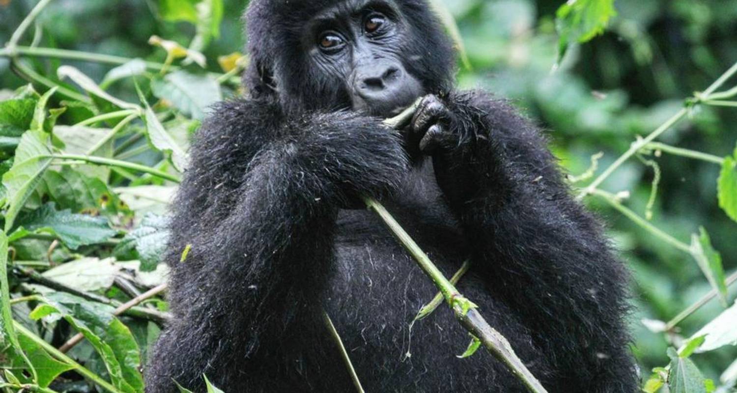 8 Days Uganda Gorilla Trekking & Wildlife Tour - Devine African Safaris Ltd