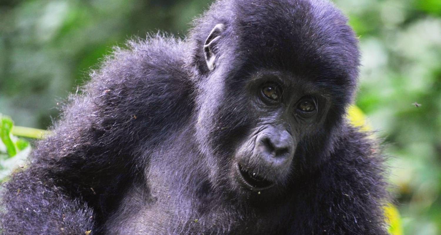 4 Days Rwanda Gorilla Trekking, Big 5 & Big Cats safari