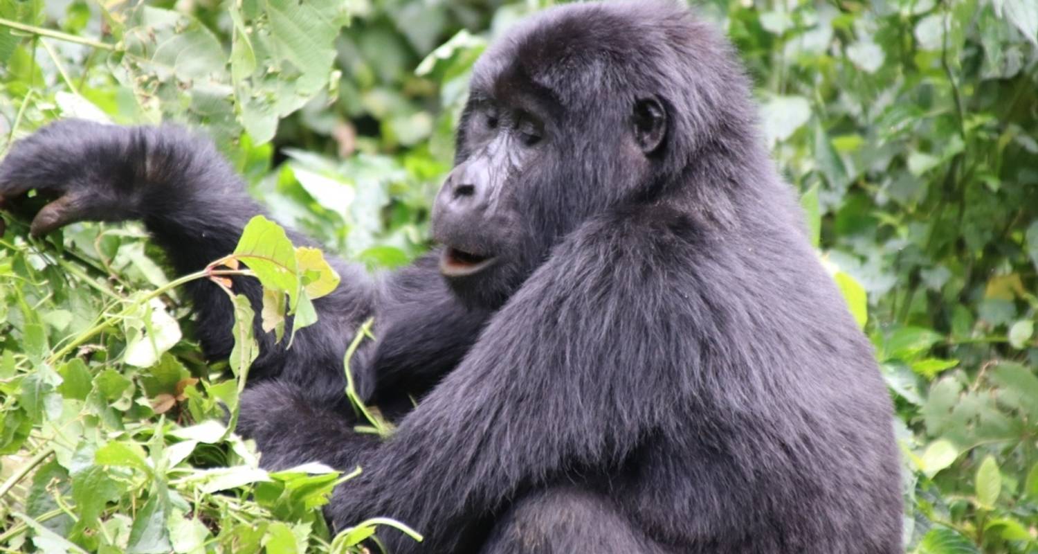 3 Day Kalinzu Forest Chimps and Gorilla Trek - Bamboo Ecotours