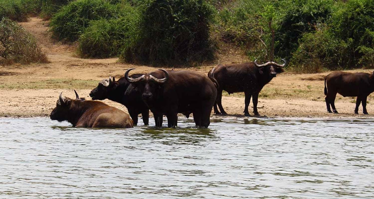 5 Days Queen Elizabeth and Murchison Falls Safari in Uganda - Rumara Safaris