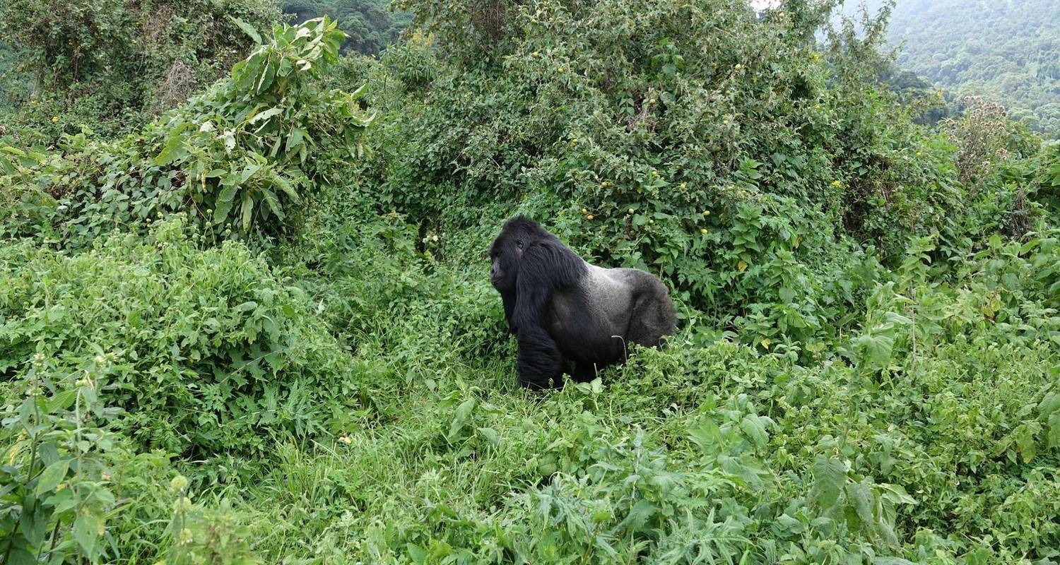 Adventure Uganda: Safari drives and Gorillas - Kawira Safaris Ltd