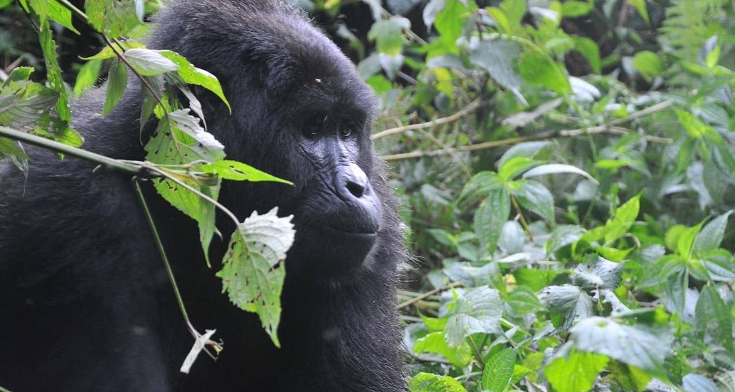 4 Jours Rwanda Gorilla Trekking, Mt. Bisoke Hiking et; Cultural Tour - Devine African Safaris Ltd