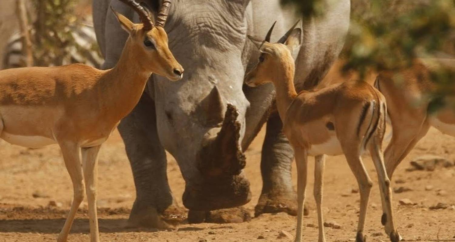 Circuito de un día al cráter del Ngorongoro desde la ciudad de Arusha -  Travel Africa Safari Agency