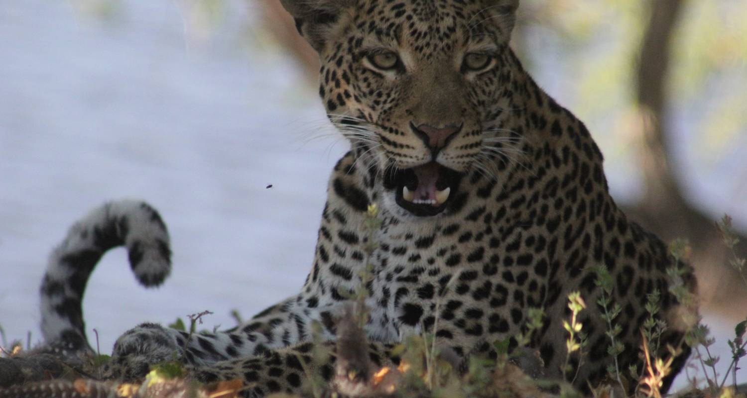 Sambia: MWEZI Expedition und Safari-Abenteuer - 12 Tage - Lochinvar Safaris