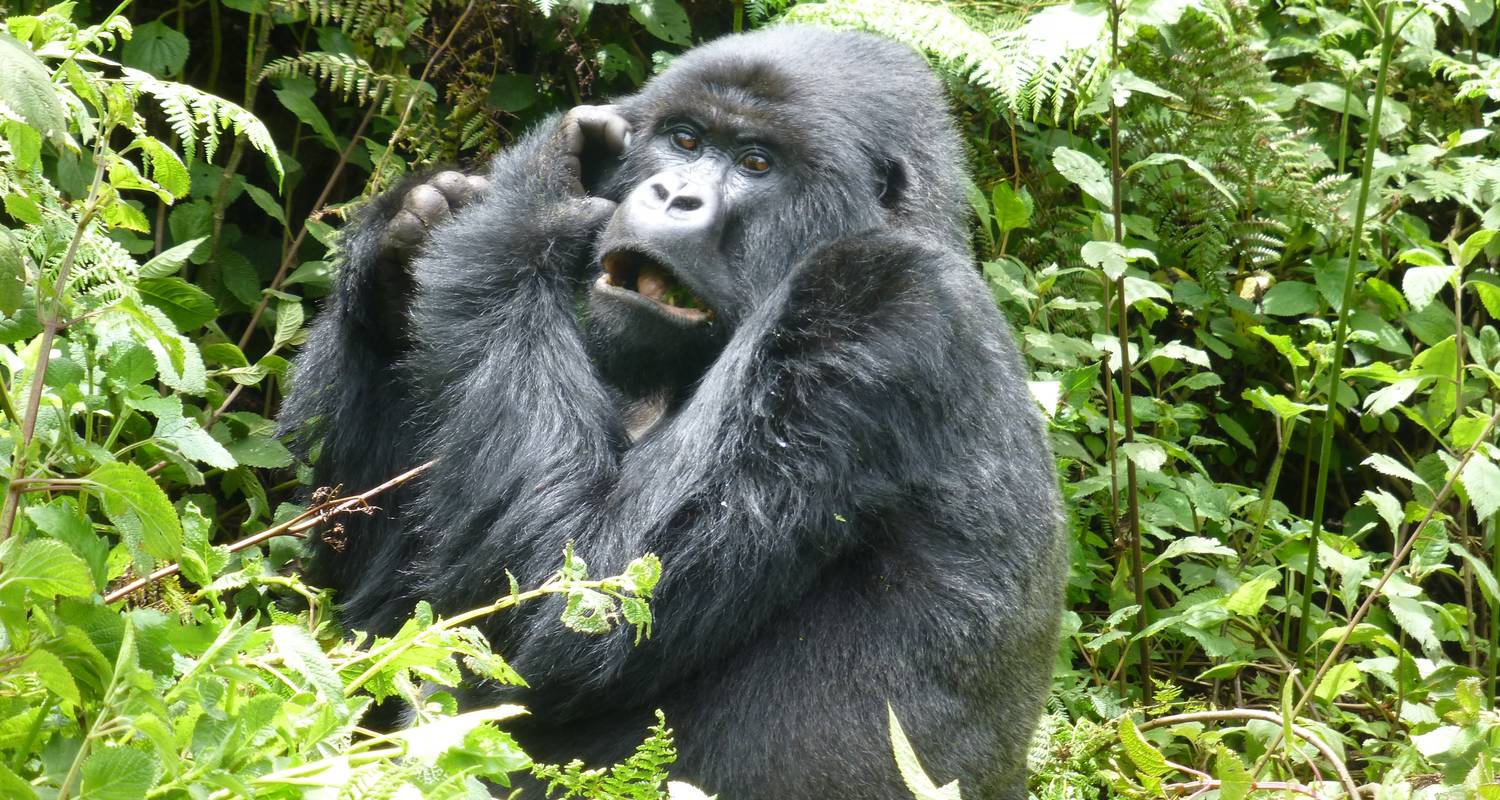 11-Day Best of Gorillas & Chimpanzee Tracking Safari - Ovacado Adventures