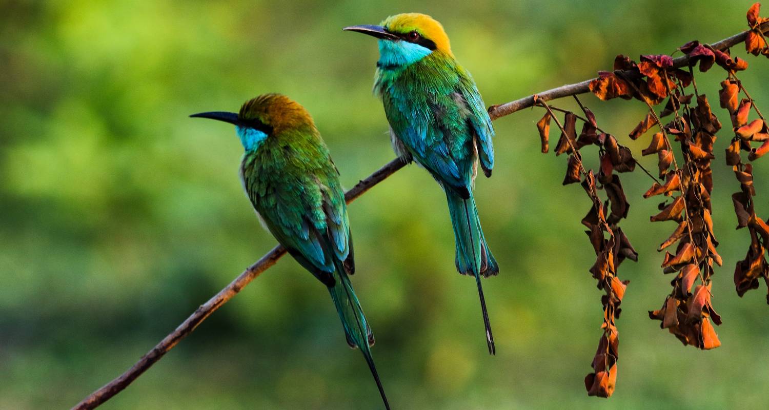 Bird Watching in Sri Lanka - 17 Days