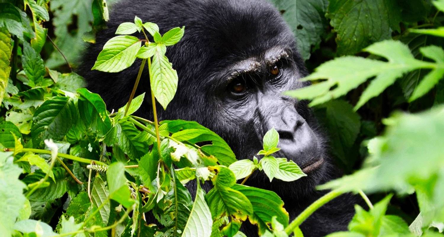 11 Day Best of Uganda Wildlife & Primate Tour (2 Weeks of Gorillas, Big 5, Wildlife & Chimps) - Friendly Gorillas Safaris