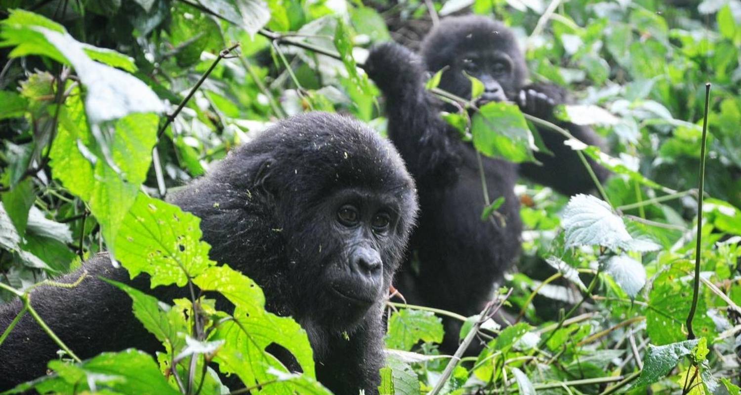 5 Days Uganda Gorilla Trekking, Big 5 & Big Cats Safari - Devine African Safaris Ltd