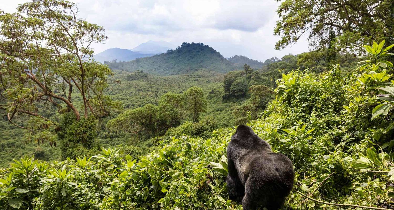 10 Days Rwanda Safari with Gorilla experience