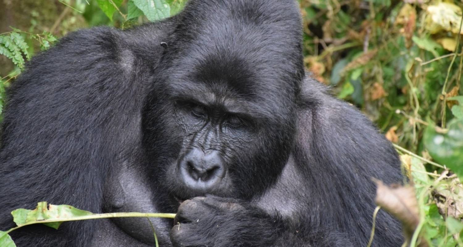 Gorillas And Wildlife Uganda: 8 Days - Cheetah Safaris Africa