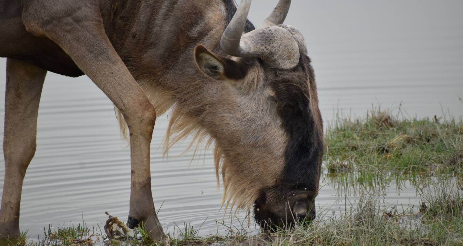 Le Kenya avec un budget limité : 7 jours de safari classique en camp - Pam Tours and Travel 